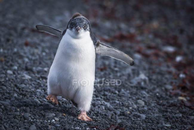 Divertido pingüino adelie - foto de stock