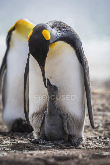 Re pinguino all'aperto — Foto stock