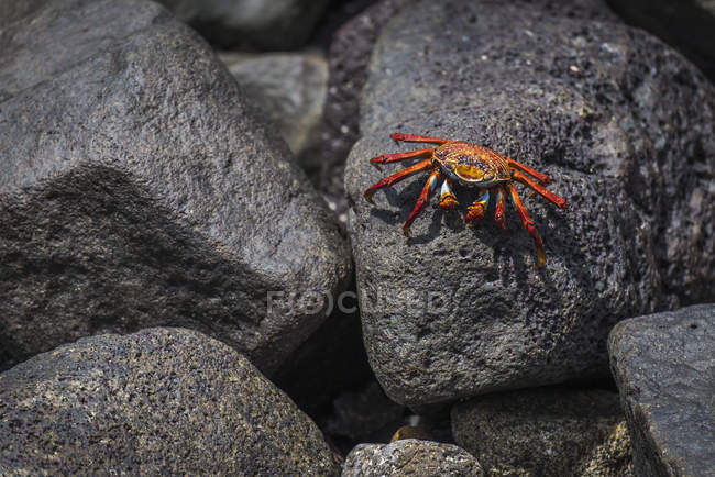 Crabe des pieds légers Sally — Photo de stock