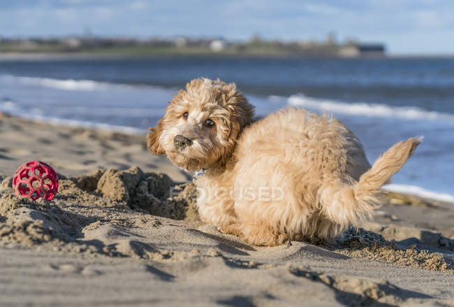 Chien joue dans le sable — Photo de stock