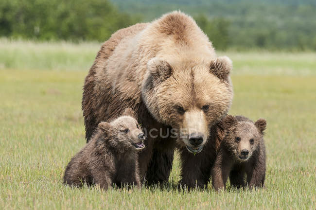 Braunbär und Jungtiere — Stockfoto