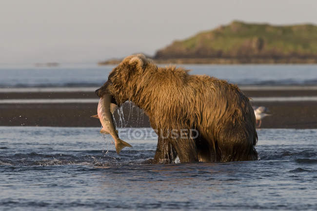 Pesca dell'orso bruno (ursus arctos) — Foto stock