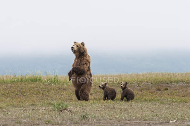 Бурий ведмідь і ведмежат — стокове фото