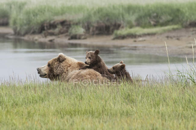 Медведь и детеныши — стоковое фото