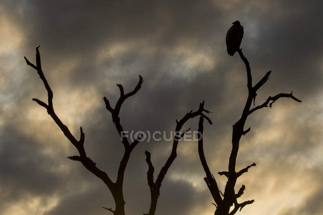 Buitre sentado en el árbol al amanecer - foto de stock