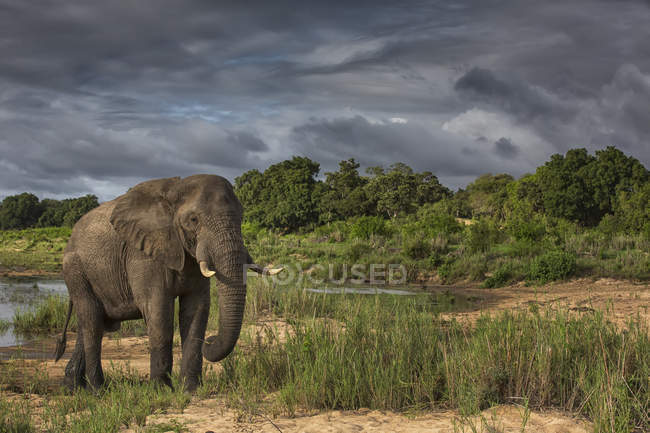 Elefante africano contro il cielo — Foto stock