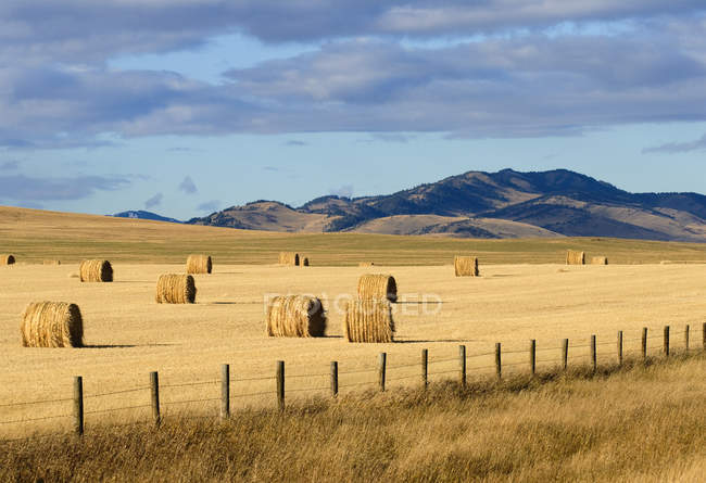 Round bales of hay — Stock Photo