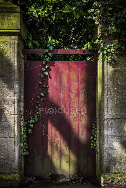 Gate covered in ivy — Stock Photo