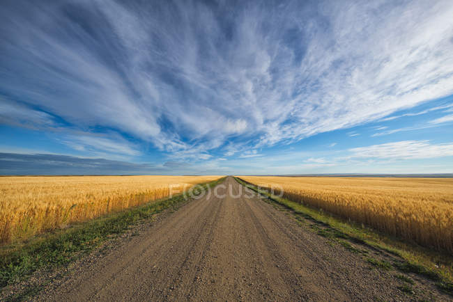 Route de gravier sur champ de blé — Photo de stock
