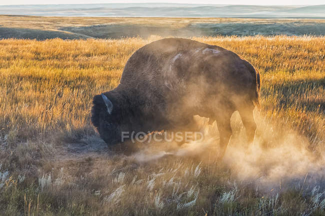 Bison correndo em campo — Fotografia de Stock