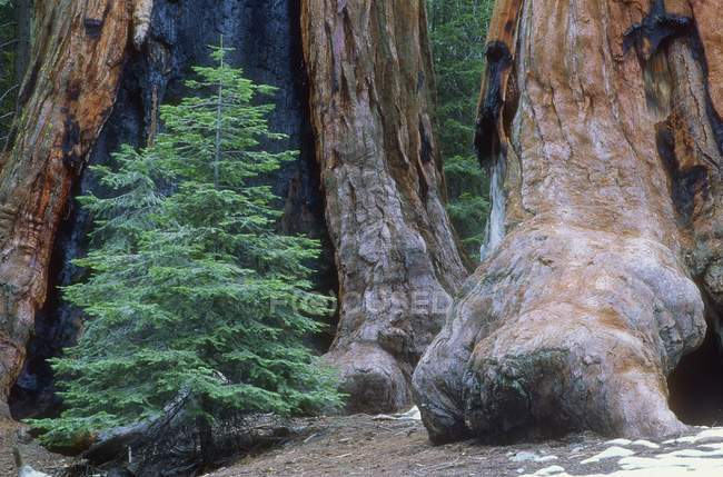 Trunks albero nella foresta — Foto stock