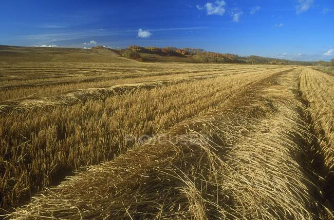 Field Being Harvested — Stock Photo
