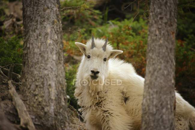 Mountain Goat standing against trees — Stock Photo