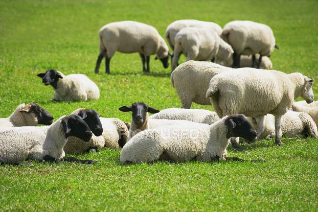 Gregge di pecore riposo — Foto stock
