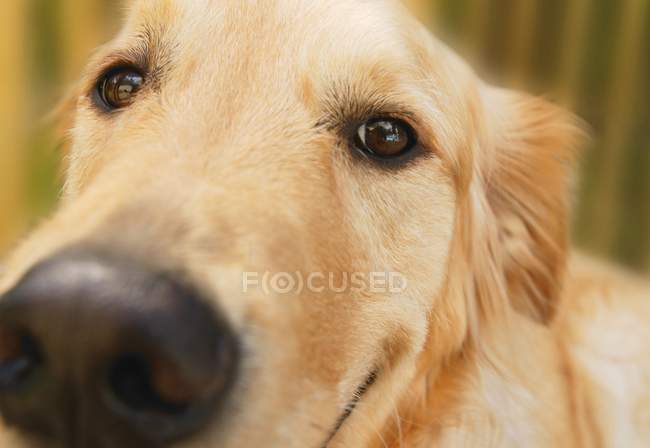 Dog looking at camera — Stock Photo