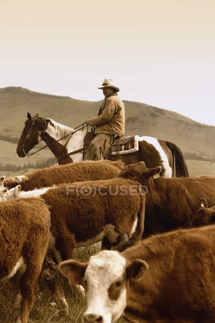 Rancher mit Hut auf Pferd — Stockfoto