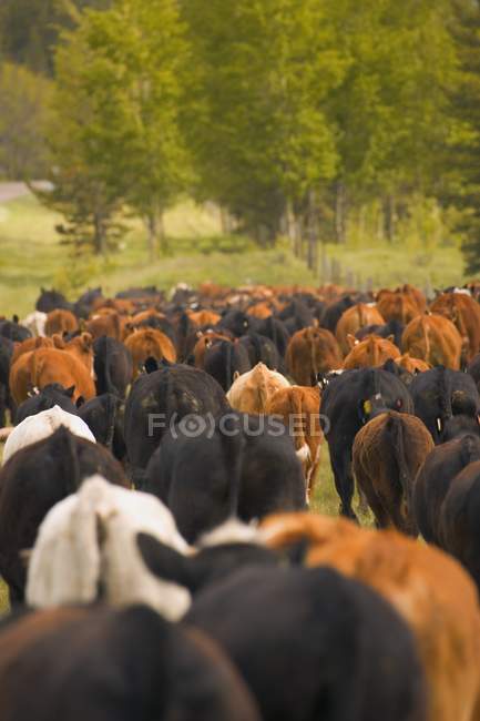 Cattle walking against trees — Stock Photo