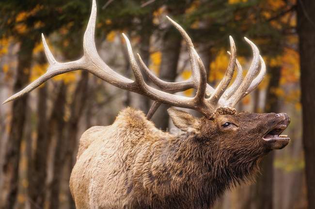 Elk In Forest outdoors — Stock Photo
