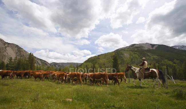 Ранчо пастуша великої рогатої худоби — стокове фото