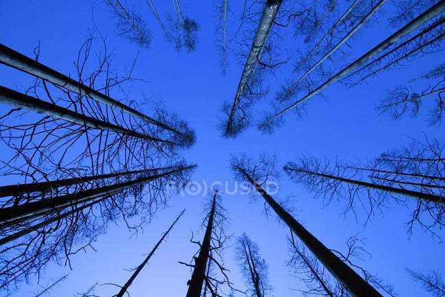 Голий ліс і небо — стокове фото
