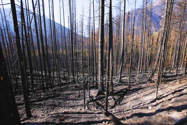 Árvores após o incêndio florestal — Fotografia de Stock