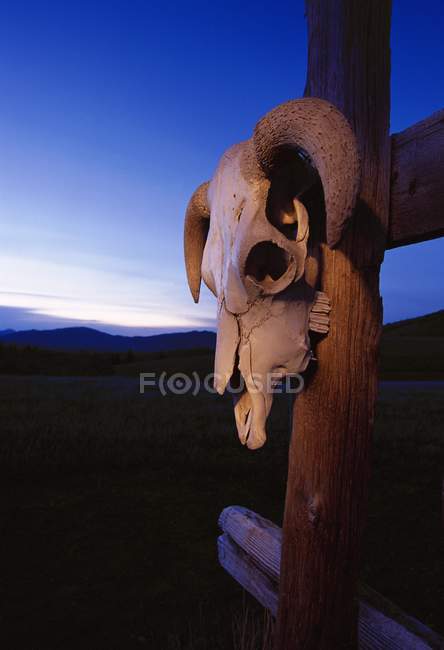 Cráneo de vaca en valla de madera - foto de stock