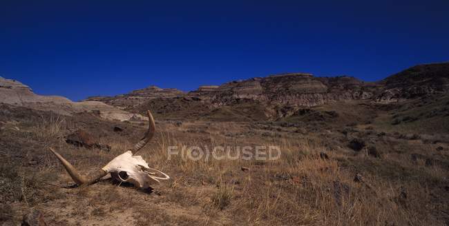 Crâne sur une colline aride — Photo de stock