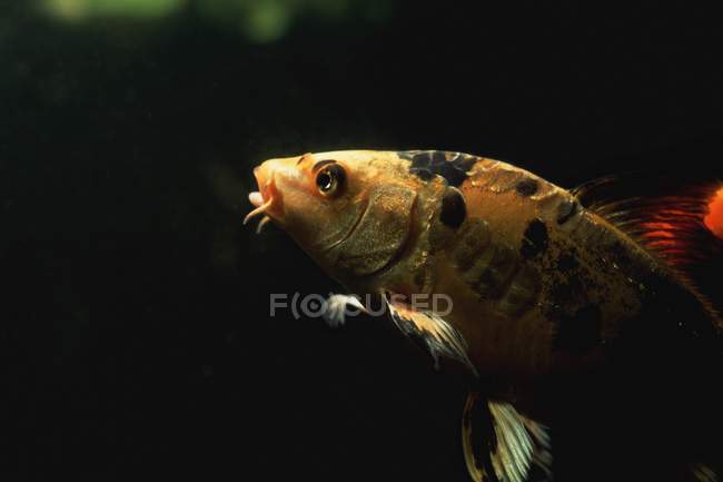 Pesce nero e giallo — Foto stock