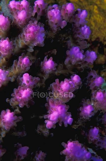 Anêmona roxa no recife — Fotografia de Stock