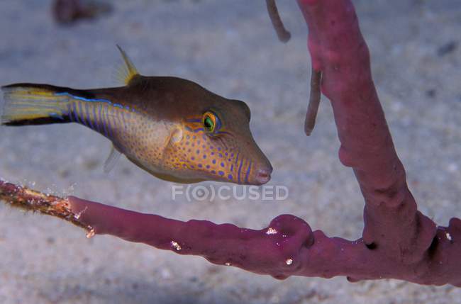 Blue Dot Puffer Fish — Stock Photo