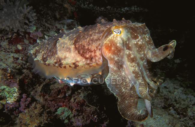 Octopus sitting on reef — Stock Photo