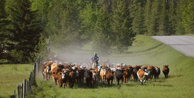 Pastoreio de gado por homem de chapéu — Fotografia de Stock