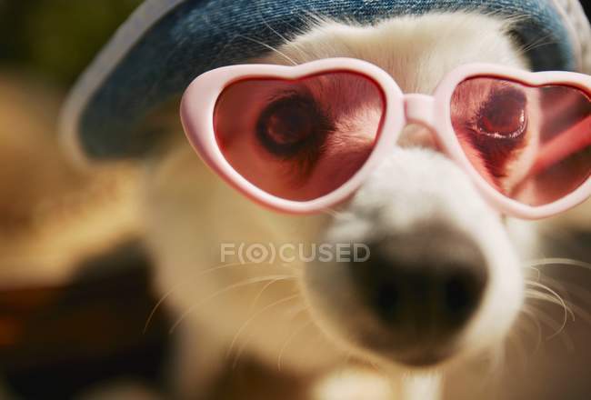 Carino cane che indossa sfumature — Foto stock