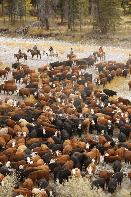 Cattle Drive by horsemans — Stock Photo
