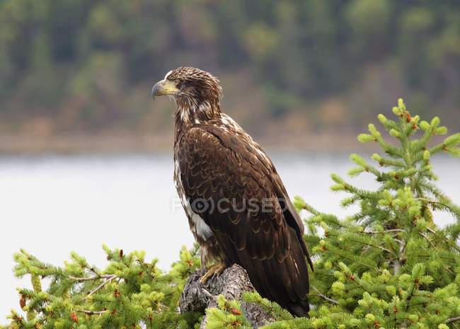 Águila calva sentada en ramita - foto de stock