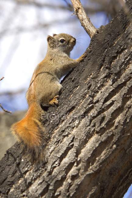 Écureuil roux à l'extérieur — Photo de stock