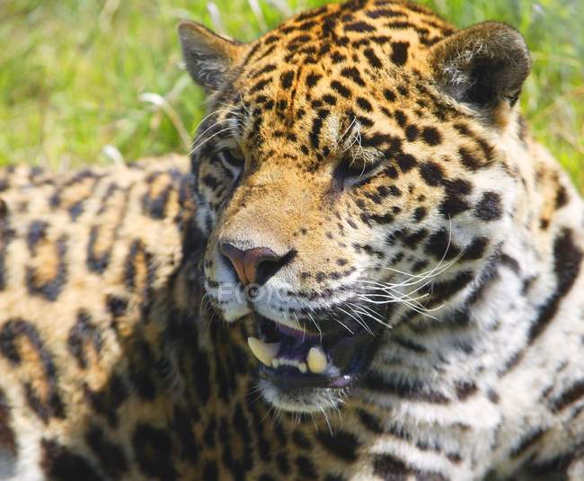 Leopardo tendido sobre hierba verde - foto de stock