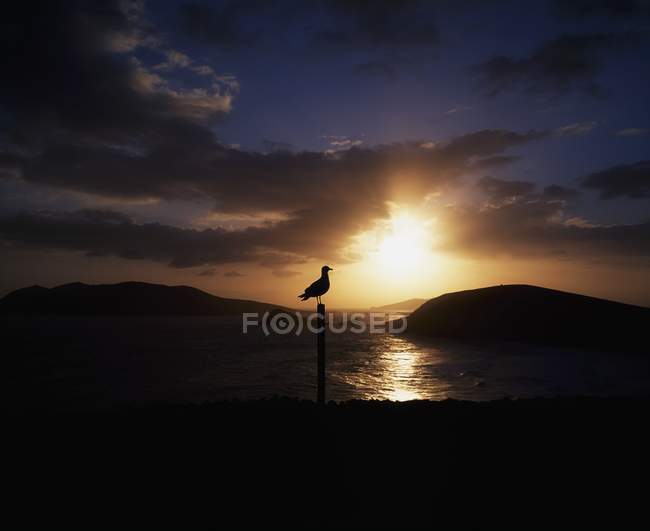 Silhouette d'oiseau sur pierre — Photo de stock