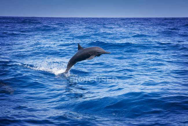Дельфін стрибає в океані — стокове фото