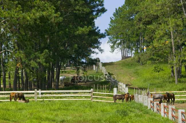 Cavalli su ranch oltre campo — Foto stock