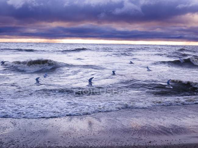 Birds Flying Over Waves — Stock Photo