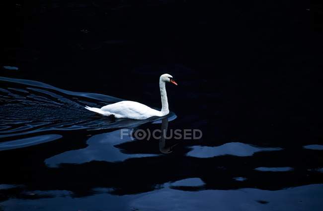Swan swimming In Dark Water — Stock Photo