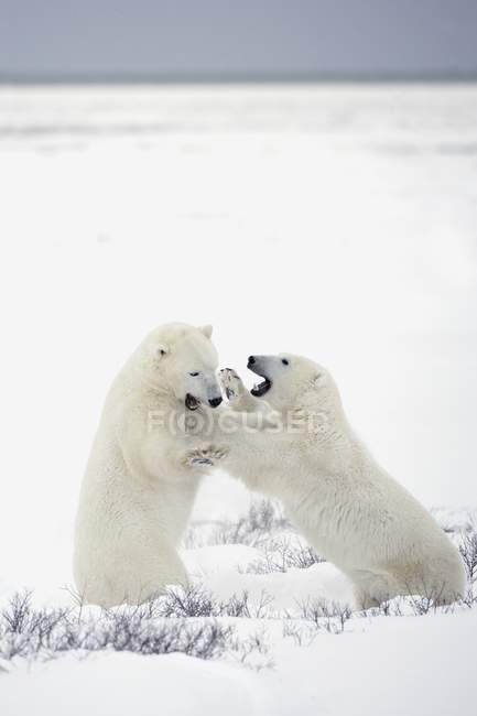 Osos polares luchando - foto de stock
