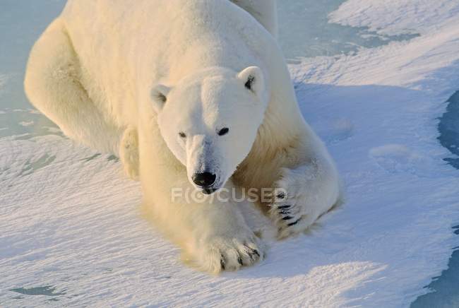 Белый медведь лежит на льду — стоковое фото
