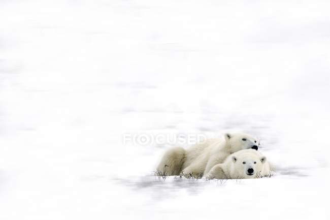 Polar Bears Laying Together — Stock Photo