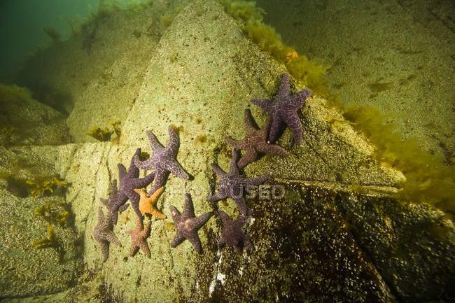 Estrelas do mar ocre — Fotografia de Stock