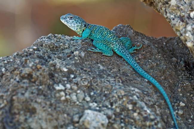 Male Collared Lizard — Stock Photo