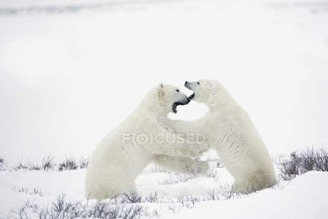Ours polaires combattant — Photo de stock