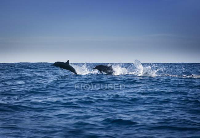 Delfines nadando en el agua - foto de stock