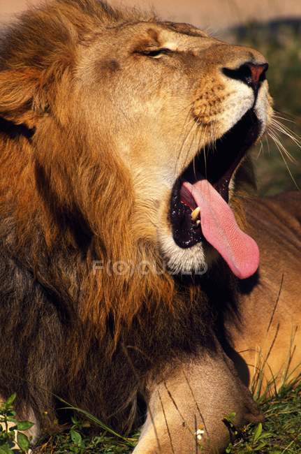 Лев позіхаючи під час укладання — стокове фото